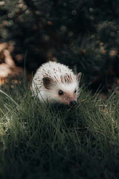 A hedgehog in the grass, professional photography, bokeh background, unsplash, national geographic photo. The hedgehog is depicted in the style of national geographic photo. --ar 85:128