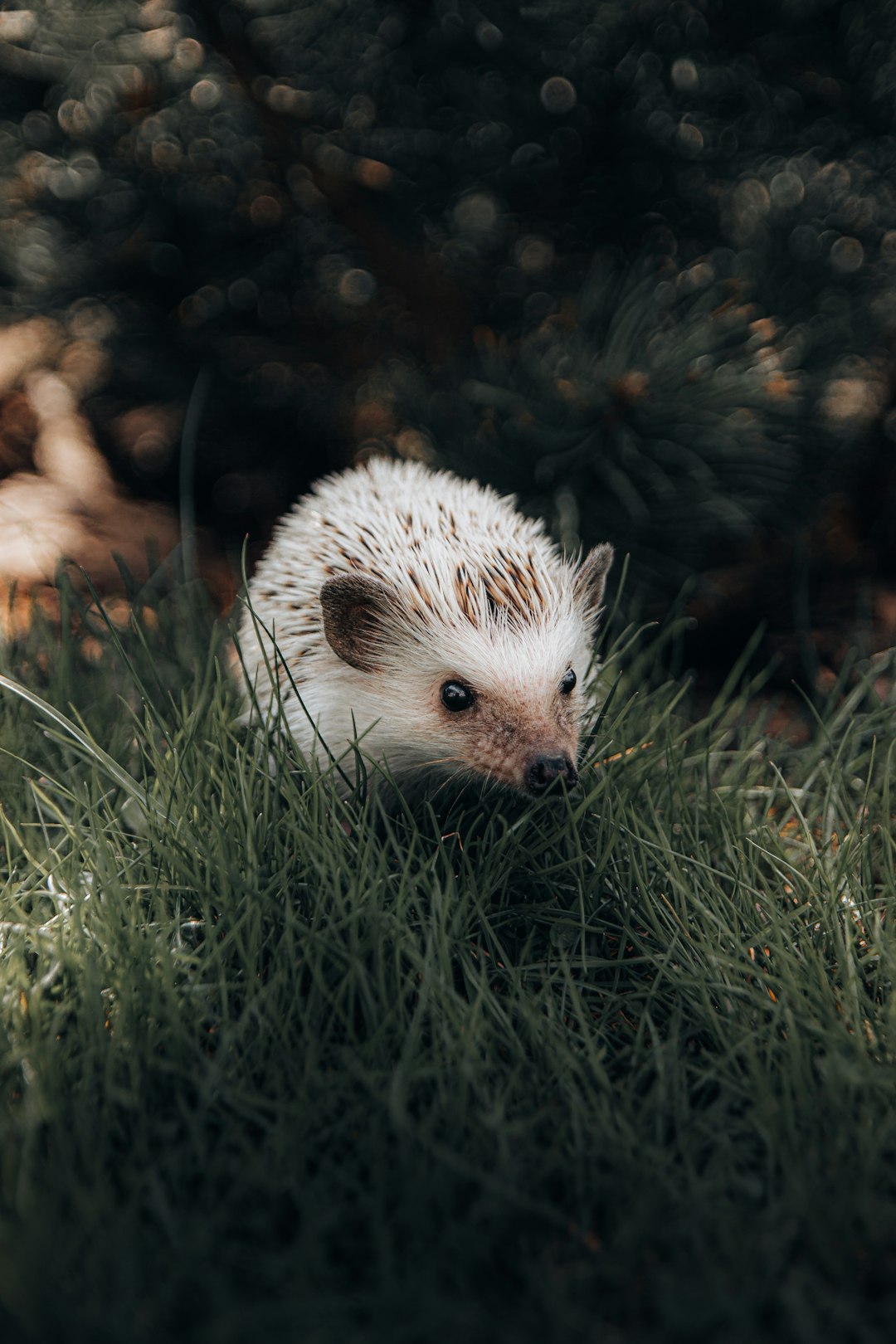 A hedgehog in the grass, professional photography, bokeh background, unsplash, national geographic photo. The hedgehog is depicted in the style of national geographic photo. –ar 85:128