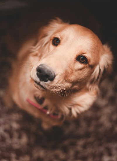 A golden retriever dog looking up at the camera, shot from above with an overhead perspective for portrait photography with soft lighting, shallow depth of field, high resolution, natural look, warm tones, friendly eyes and mouth slightly open to show teeth. The background is a dark brown carpet, with a pink collar around its neck. --ar 23:32