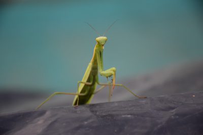 A macro photo of a praying mantis on the roof, taken with a Nikon D850 DSLR at an aperture of f/2 and a focal length of 34mm. --ar 128:85