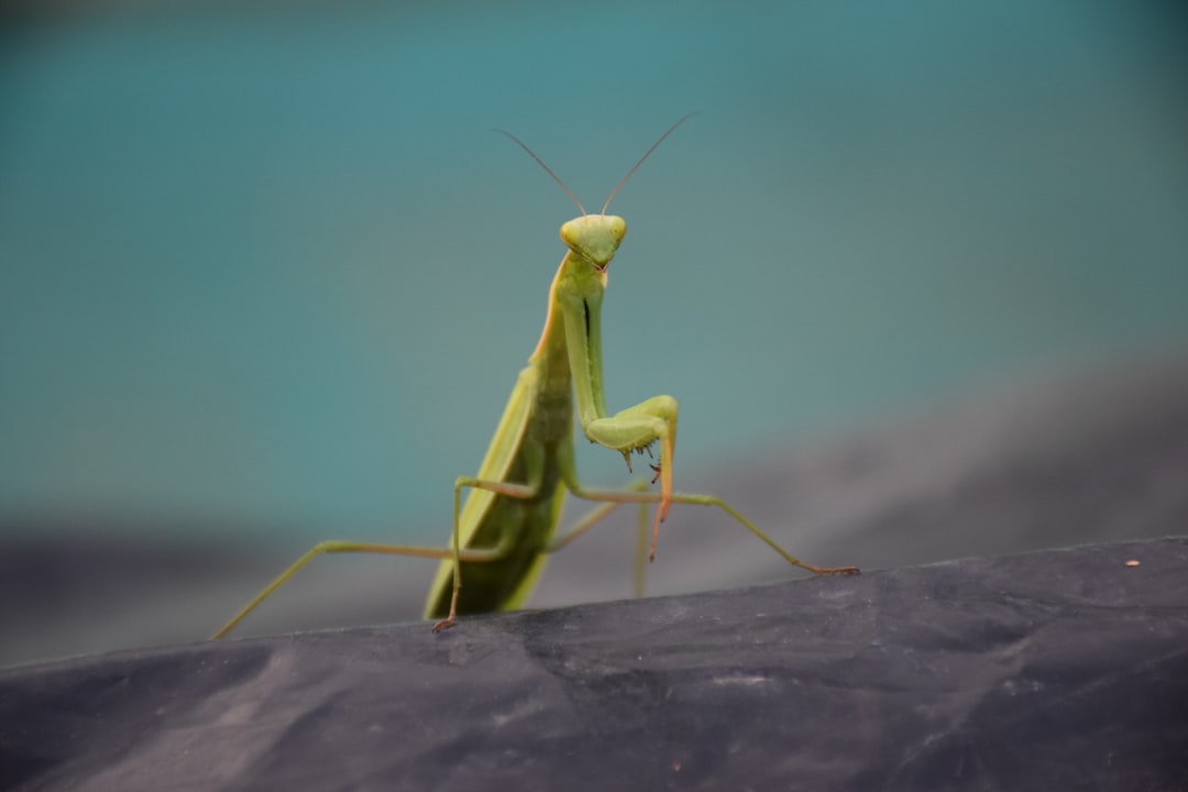 A macro photo of a praying mantis on the roof, taken with a Nikon D850 DSLR at an aperture of f/2 and a focal length of 34mm. –ar 128:85