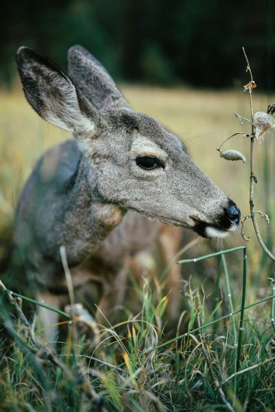 A deer is eating grass in the meadow, a closeup shot of its head and neck in the National Geographic photography style, in the style of [Peter Saville](https://goo.gl/search?artist%20Peter%20Saville), with high definition photography of a nature scene in muted tones with a minimalist and green background, captured with a macro lens in natural light and soft lighting, with a photo realistic look through color grading, very detailed and with super resolution. --ar 85:128