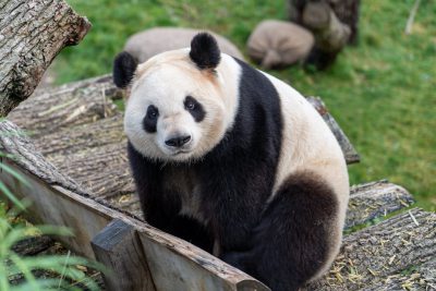 Giant panda in natural habitat, sitting on wooden box, grassy ground with tree trunks and rocks, Nikon D850 photo style, high resolution --ar 128:85