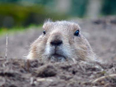 A groundhog peeks out of its burrow, ready to play a role in an unexpected comedy movie about animals and humans, focusing on its face. --ar 4:3