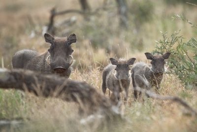 Warthog family in the African savanna of South Africa, wildlife photography captured in the style of Canon EOS1D X Mark III camera with an EF lens. --ar 128:85