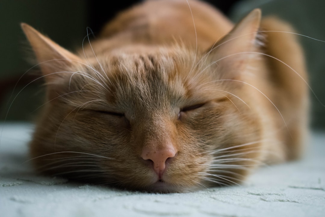 An orange cat sleeping, eyes closed, in a closeup shot, captured with a Canon camera using a macro lens. The background is blurred to focus on the subject of the photograph. The cat’s fur and features appear soft and smooth in color. There should be no shadows or lighting effects on its face, highlighting details like eyelashes and whiskers. –ar 128:85