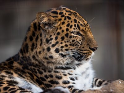 Photo of an Amur leopard in the zoo, taken with a Nikon D500 camera using a f/2 lens in soft natural light, showing a side view of the animal. --ar 4:3