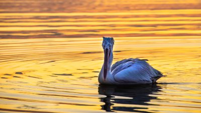 A beautiful pelican swimming in the golden water of lake Kaructepe at sunset, in high resolution photography with high definition details and high quality. --ar 16:9