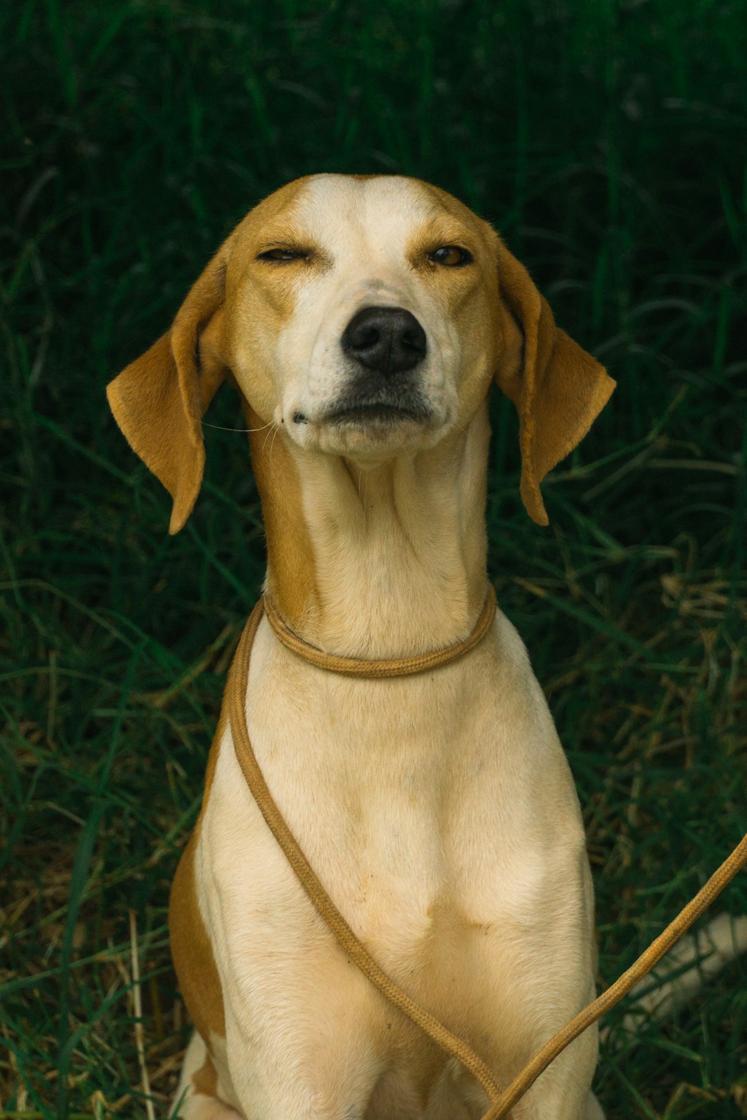 photo of a happy smirking foxhound dog wearing a collar, sitting on grass with his eyes closed and looking up at the sky, a leather leash in front of him, his head tilted to the left side, brown ears, light fur colored body with a white chest and dark legs, shot in the style of a Canon EOS R5 –ar 85:128