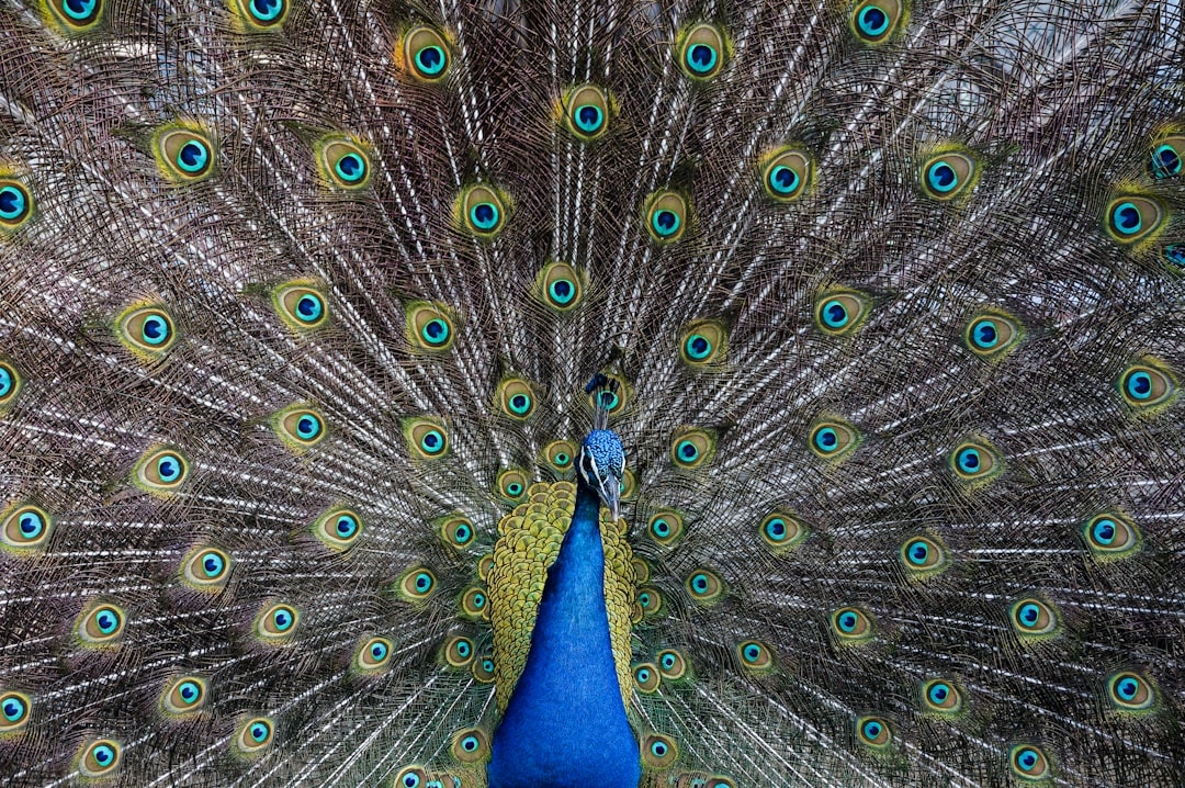 Photo of a peacock displaying its vibrant plumage, with feathers in shades of blue and green. A perfect symmetrical shot, in the style of unsplash photography, stock photo. –ar 128:85