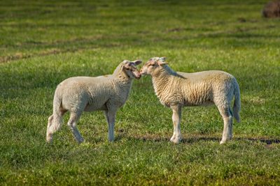 Two cute baby sheep playing together on the grassy field, one standing and the other touching its head with its mouth open, both looking happy and playful, surrounded by a lush green meadow on a sunny day. The photography is in the style of a detailed and lively style, captured using a Canon EOS R5 camera with a wideangle lens and a shallow depth of focus blurring the foreground, midground, and background. Vibrant colors and natural sunlight lighting. --ar 128:85