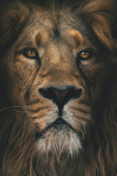 lion face, front view, dark background, photography, close up, in the style of cinematic --ar 85:128