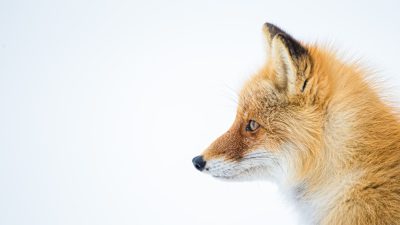 A red fox's profile, captured in the crisp winter air of Sapporo City on a white background. The photo is taken from an extreme side angle with sharp focus and a shallow depth of field, highlighting the subject against a clean backdrop. This photograph embodies minimalism while showcasing intricate fur textures and natural colors. Shot in the style of Nikon D850 using a macro lens at f/2.4, ISO high speed film stock type, Fujifilm Provia C30 global illumination. --ar 16:9