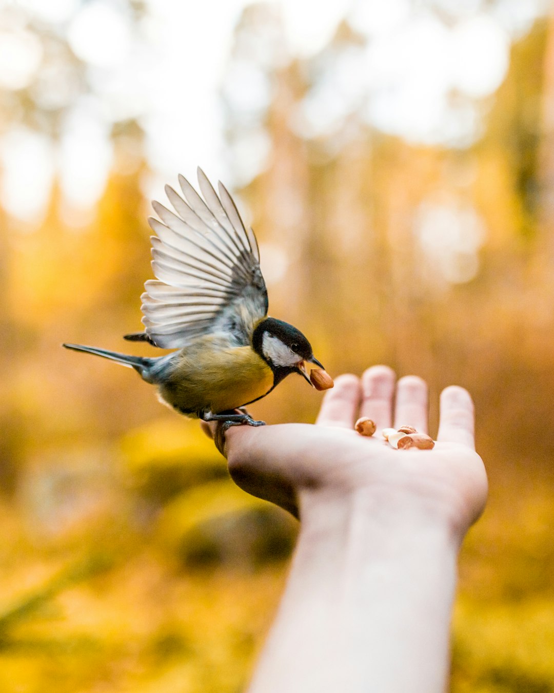 A bird is flying and taking food from the open palm of someone, and there is an autumn forest in the background. The photo was taken with a Canon EOS R5 using natural light. This scene creates a serene atmosphere while highlighting one small creature enjoying its meal. The blurred background adds to the overall tranquility of nature, making it perfect for stock photography. –ar 51:64