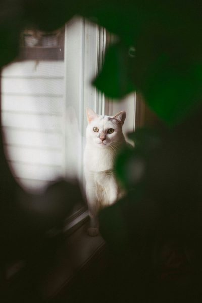 A white cat sits on the windowsill, looking at me through the window. Behind it is an oversized water tank. The photo adopts dark tones and uses a telephoto lens to capture details of its face. In front of it stand green plants, creating a mysterious atmosphere. The sunlight shines outside from above, illuminating its body with soft light in the style of [Ansel Adams](https://goo.gl/search?artist%20Ansel%20Adams). --ar 85:128