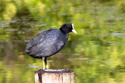 A black coot is perched on top of an old wooden post, with its white beak and long legs visible against the green water in the background. The focus should emphasize details such as textures of feathers, reflections on body's surface, or any other elements that make it stand out from the surrounding environment. This photo was taken using Canon EOS R5 camera and EF lens --ar 128:85