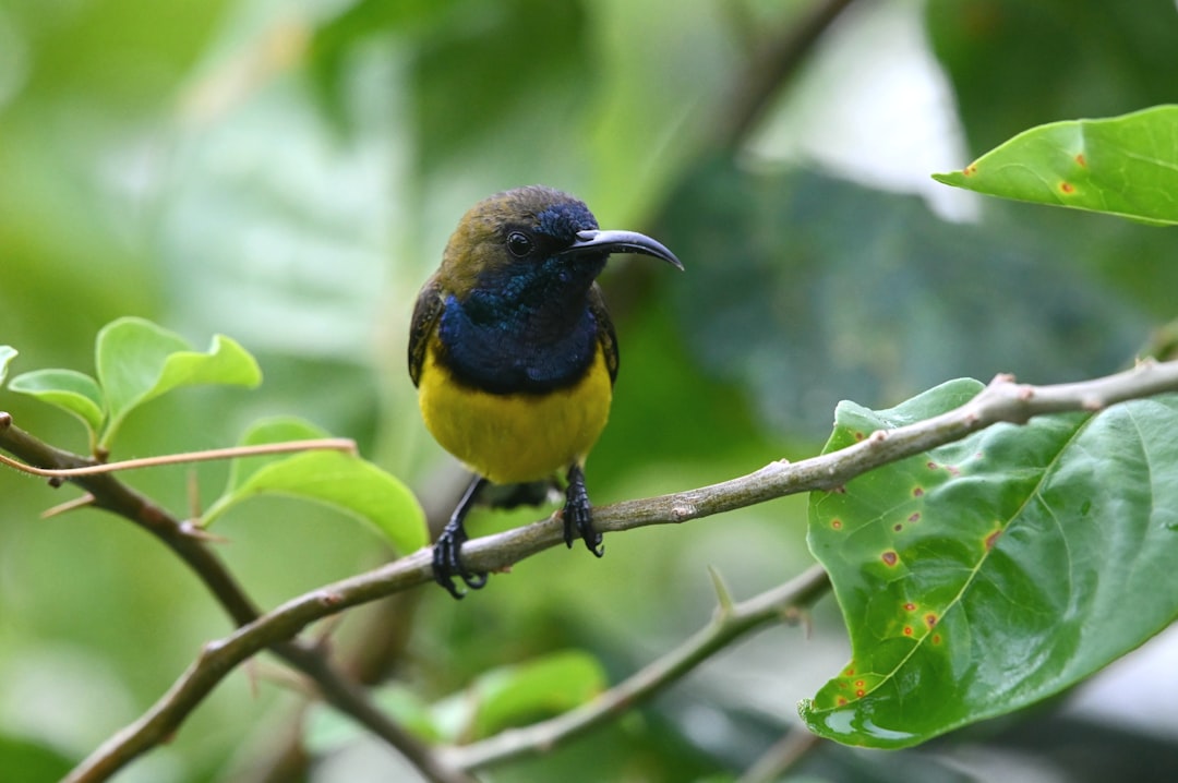 A small, colorful bird perched on the branch of an tree in nature . Sunbird is yellow with black chest and blue belly, wings spread wide to forage leaves. The background shows lush green foliage. sunbirds are highly attractive birds that peck at fruits from high branches. photo realistic, –ar 128:85