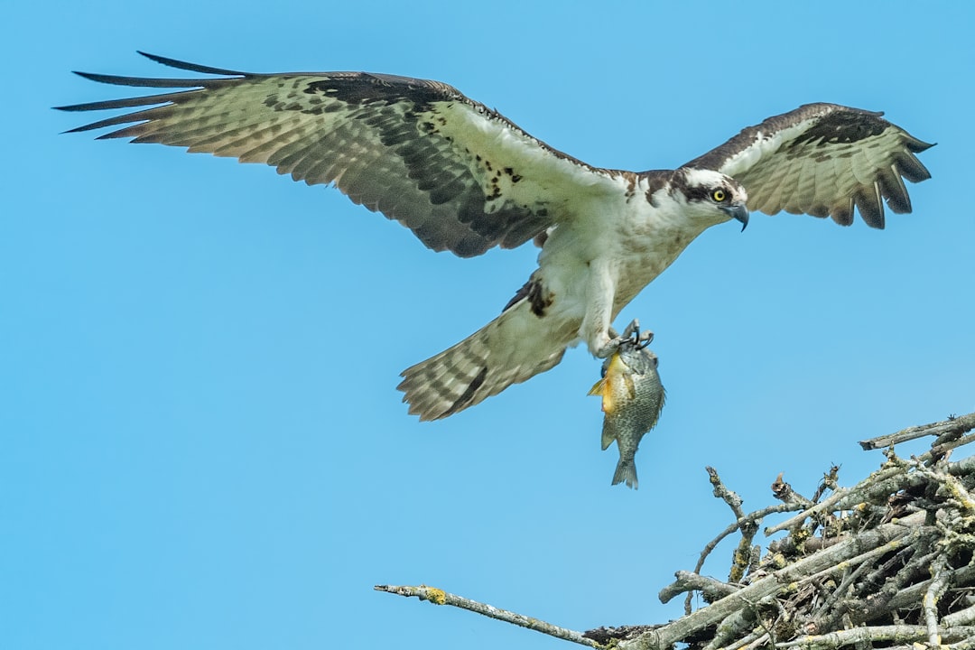 osprey with fish in talons flying over nest, photo realistic, in the style of Nikon D850 DSLR camera, vibrant colors –ar 128:85