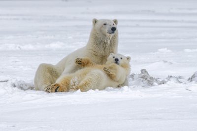 A polar bear mother and cub rolling around in the snow, captured with a Nikon D850 DSLR camera at an aperture of f/4 in the style of no particular artist. --ar 128:85