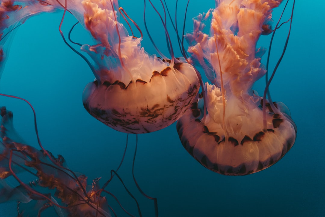 A group of jellyfish floating in the deep blue ocean, their bodies illuminated by sunlight as they swim gracefully through the water. The soft colors and intricate patterns on each piece create an enchanting scene that captures nature’s beauty at its most mesmerizing moment. Shot with a Sony Alpha A7R IV using a macro lens to capture every detail of these majestic creatures, in the style of nature photography.