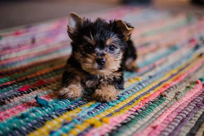 A cute Yorkshire Terrier puppy playing on the colorful rug at home, photographed in the style of Sony A7R IV with a Canon EF 24-35mm f/4L IS USM lens. --ar 128:85