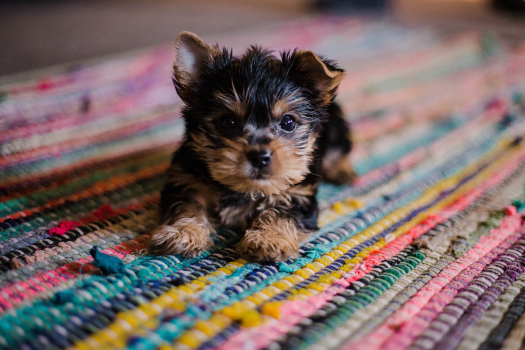 A cute Yorkshire Terrier puppy playing on the colorful rug at home, photographed in the style of Sony A7R IV with a Canon EF 24-35mm f/4L IS USM lens. –ar 128:85