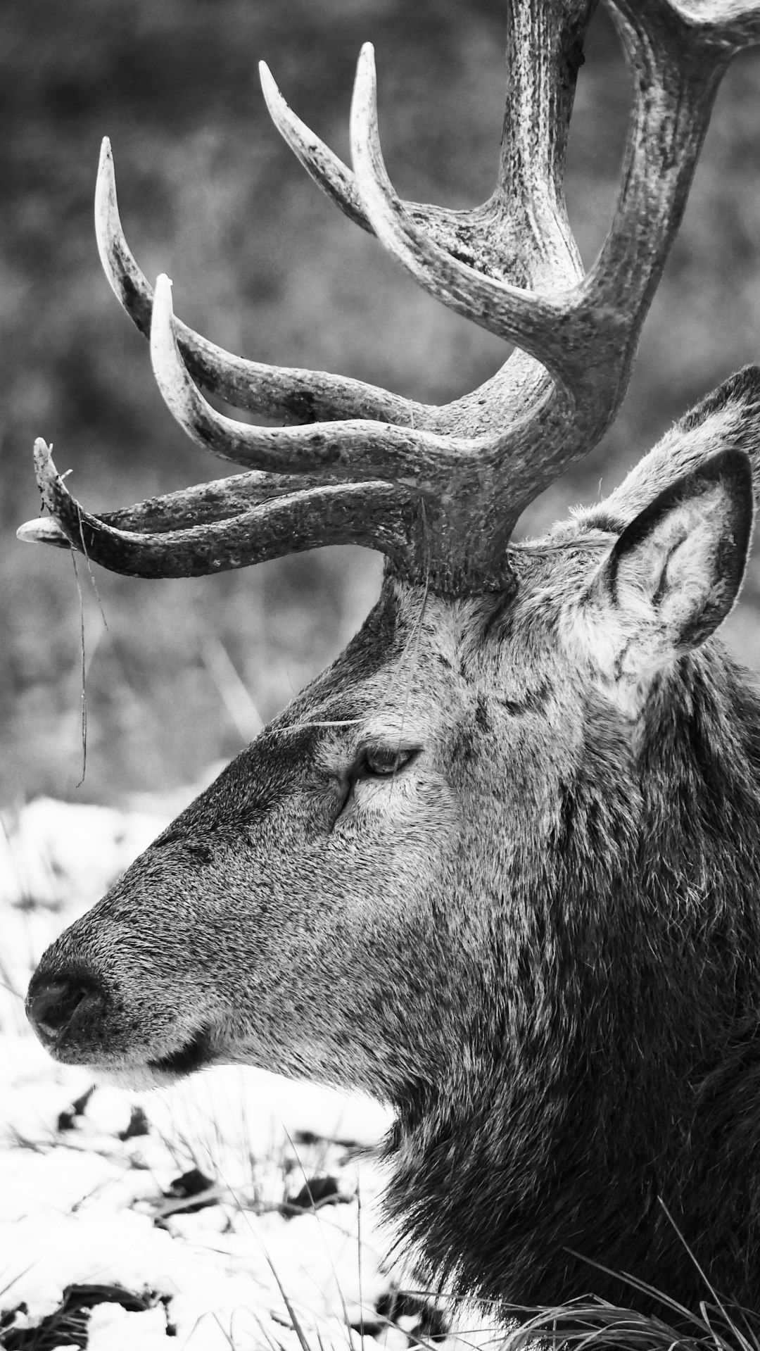 Black and white photo of a deer with large antlers, its head resting on the ground, portrait shot, taken with a Canon EOS R5 camera in the style of a portrait. –ar 9:16