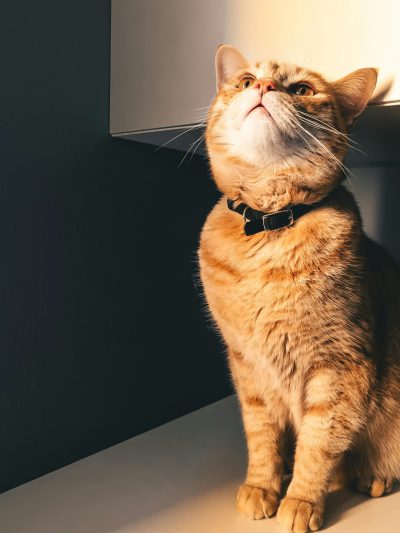 An orange cat wearing a collar sitting on a white table, looking up at the ceiling, closeup of its head and neck, soft lighting, a black wall in the background, shot in the style of Canon EOS R5. --ar 3:4