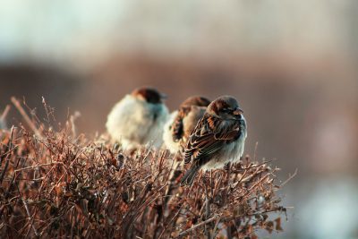 Three birds sitting on dry grass in the morning during the winter season, with a blurred background and natural light, captured with a telephoto lens in the documentary photography style of bird watching activity with a closeup shot of a sparrow group perched on a bush. --ar 128:85