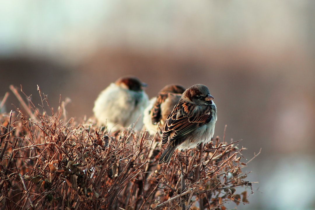 Three birds sitting on dry grass in the morning during the winter season, with a blurred background and natural light, captured with a telephoto lens in the documentary photography style of bird watching activity with a closeup shot of a sparrow group perched on a bush. –ar 128:85