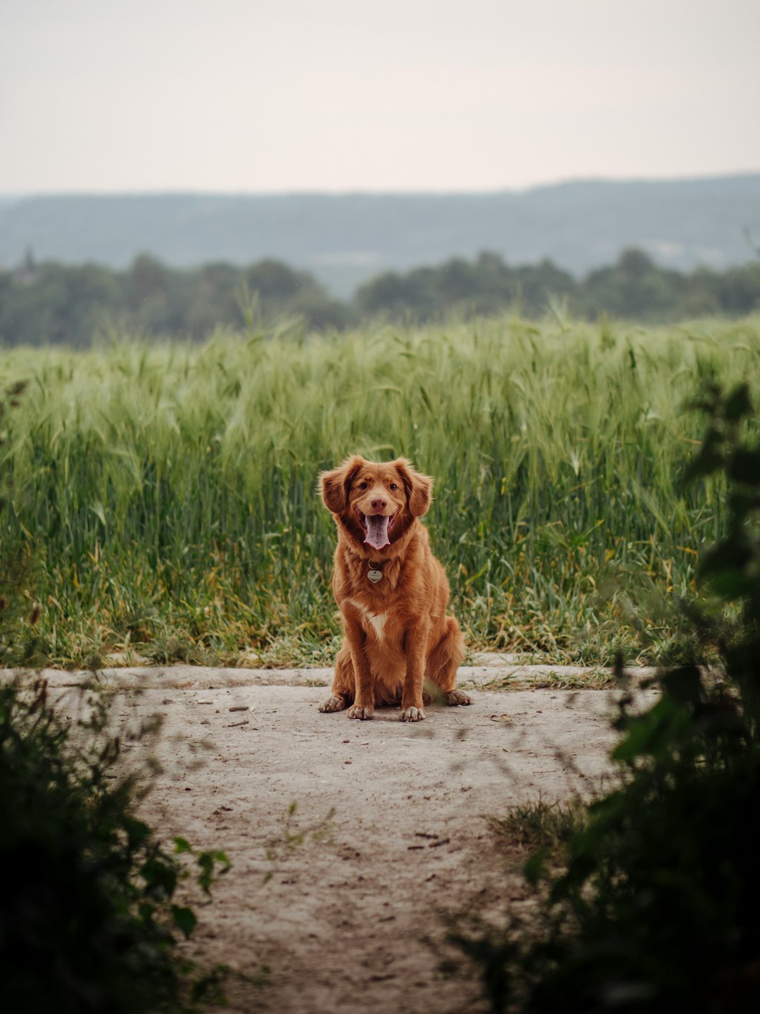 A photo of an elegant red golden retriever sitting on the edge of a dirt road in front of a green wheat field, with a happy expression, shot in a cinematic style with a Sony Alpha A7 III camera for dog photography, using natural light from behind, with an f/2 lens, and professional color grading to create soft shadows and no contrast. –ar 3:4