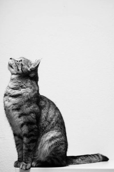 A black and white photo of an old tabby cat sitting on the edge looking up, white background, side view, in the style of [Rineke Dijkstra](https://goo.gl/search?artist%20Rineke%20Dijkstra), high resolution, hyper realistic, cinematic photography --ar 85:128