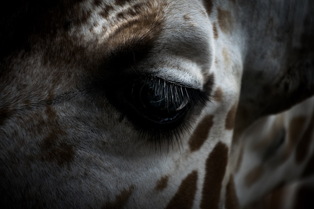 A closeup of the eye and eyelashes of an animal, such as a giraffe or zebra, with detailed textures and patterns visible in their skin. A stylish photo shoot with high resolution, clear colors, natural light, a macro lens, and sharp focus on the eyes against a minimalist background. –ar 128:85