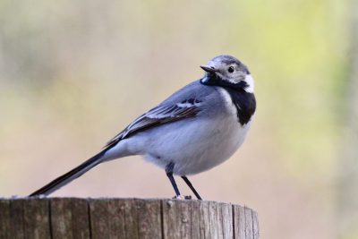 Photo of a rare bird, a white wagtail on a wood post in nature in the style of XT. --ar 128:85