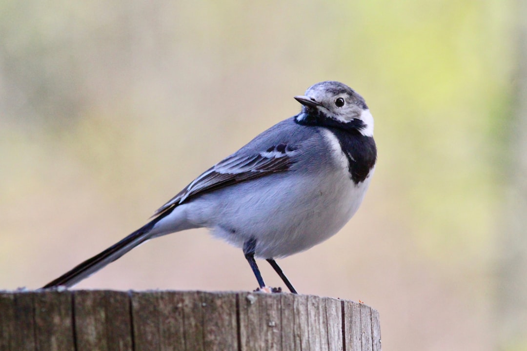 Photo of a rare bird, a white wagtail on a wood post in nature in the style of XT. –ar 128:85