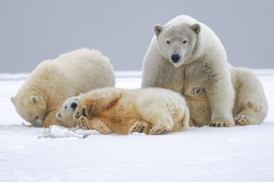 A polar bear family playing in the snow, with one cub lying on its back and two others sitting nearby. The mother is standing upright next to them, all wearing white fur. This scene captures their playful nature against an icy background. Shot in the style of Canon EOS20D Digital SLR, using Kodak Portra Pro Fujifilm film stock for a warm color profile. --ar 128:85