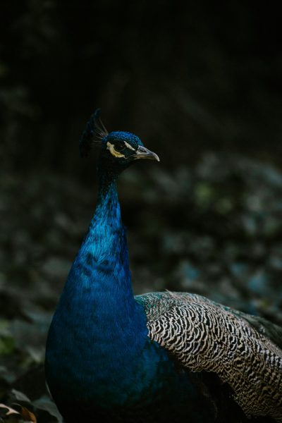 Photo of Indian peacock with a dark forest background in the style of unsplash photography. --ar 85:128