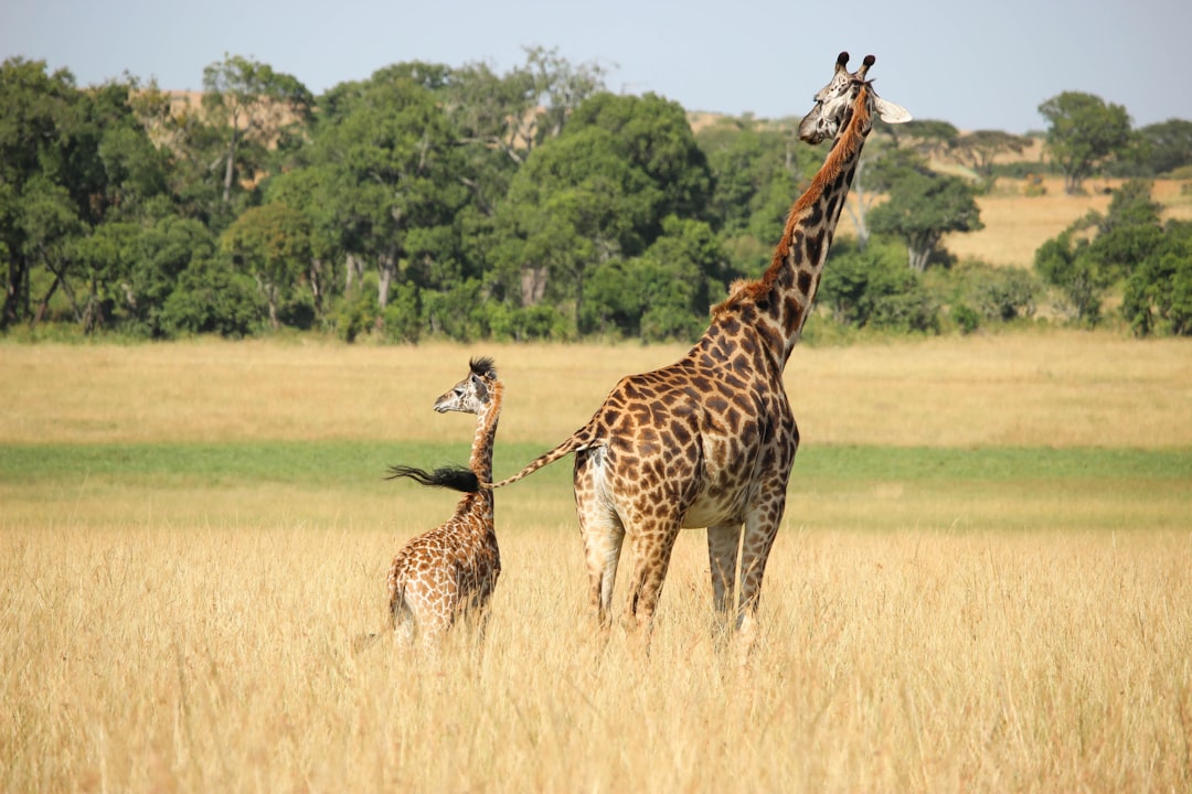 A giraffe and its calf standing in the grassland of an African savannah, surrounded by tall trees under clear blue skies. The baby is playing with its mother’s tail while she stands nearby, both looking back at the camera. They stand on dry yellowed goldish brown grass that covers most of their bodies, contrasting against the green meadows behind them. In the background there’s lush vegetation of acacia forests in the style of an African landscape. –ar 128:85