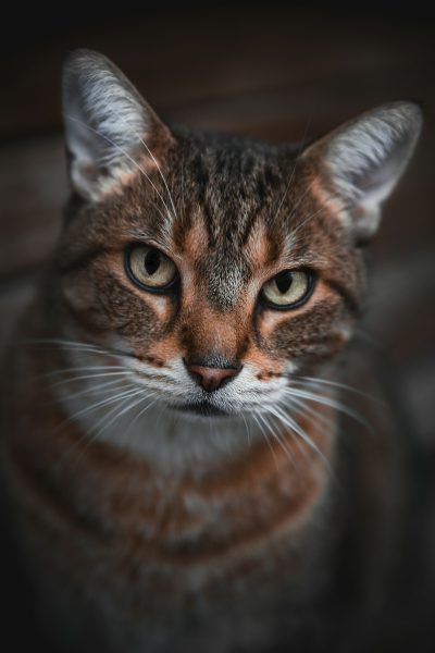 A portrait of an American Shorthair cat, captured in soft focus with a shallow depth of field to emphasize its facial features and fur texture. The background is a dark brown for contrast against the light colored feline skin, creating a serene atmosphere. Use natural lighting from above to highlight details like eyes and ears. This shot should be taken in the style of a professional photographer using a Sony Alpha A7 III camera with a FE2485mm lens at an F/3 aperture setting. --ar 85:128