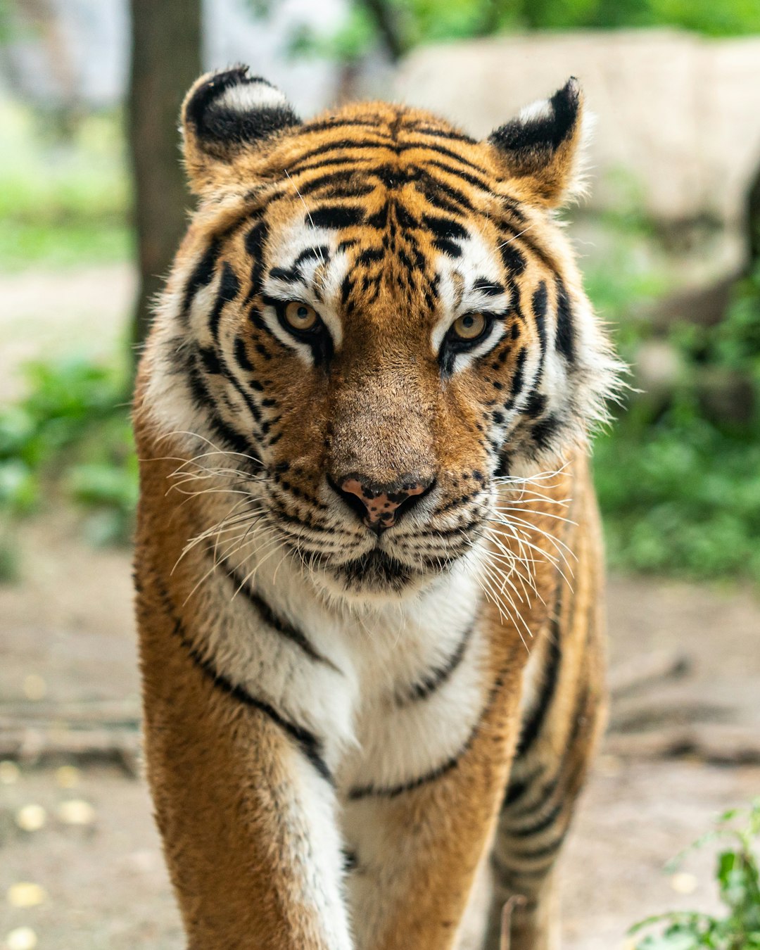 A tiger is walking towards the camera in a front view, with a background of a zoo in summer in a closeup shot, in the style of a photo taken with a Canon dslr, capturing high resolution photography. –ar 51:64