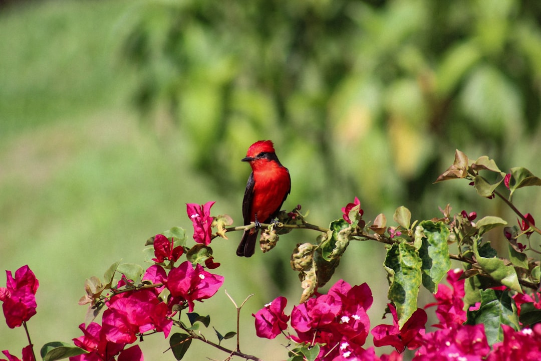 Vibrant red bird perched on pink bougainvillea flowers in lush green garden. –ar 128:85