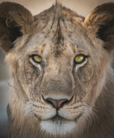 Close-up portrait of a lioness, looking straight into the camera, with sharp focus on her eyes, captured in the style of canon eos r5. --ar 105:128