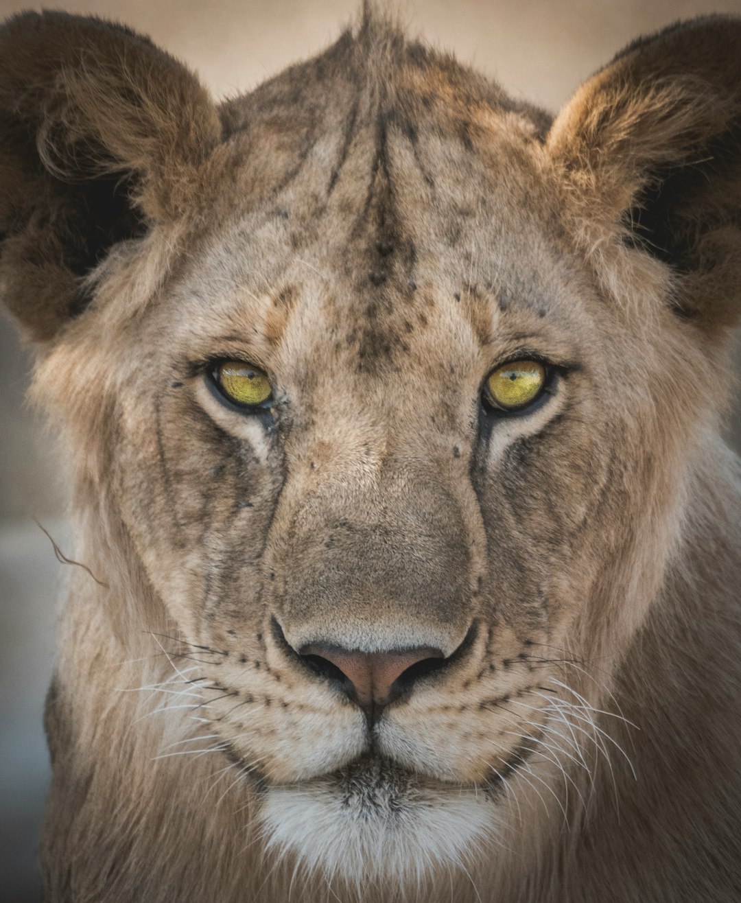 Close-up portrait of a lioness, looking straight into the camera, with sharp focus on her eyes, captured in the style of canon eos r5. –ar 105:128