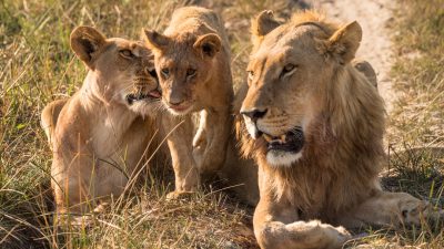 A lion family, two male lions and one female sitting together on the savannah, portrait photography in a closeup shot, taken with a Nikon D850 DSLR camera and a Nikkor AFS NIKKOR 24-70mm f/3.0G ED lens, using natural light, in the style of national geographic photos, an ultra realistic photograph. --ar 16:9