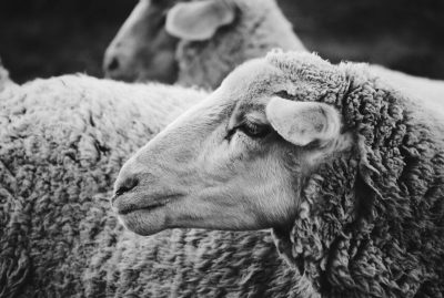 black and white photo of sheep, close up, in the style of unsplash photography.