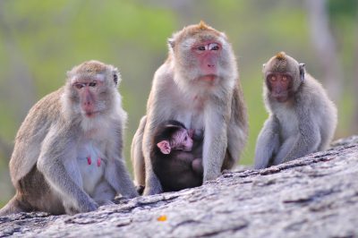 Portrait of a macaque family with a baby on a rock in Thailand, with a beautiful background, of good quality, with high resolution, with super details and super sharpness, taken in the style of Canon EOS dslr camera. --ar 128:85