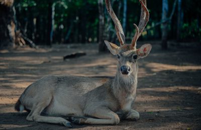 Photo of a deer with long antlers resting on the ground in an Indian forest, shot in the style of Sony Alpha ZVE90 --ar 128:83