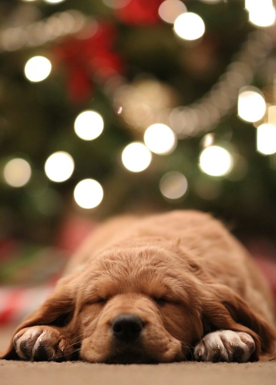 A photo of a golden retriever puppy sleeping under a Christmas tree, with bokeh lights in the background. –ar 91:128