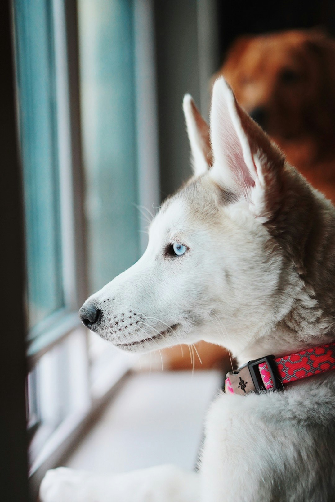 A white husky puppy with blue eyes wearing a red collar is sitting by the window, looking out at something outside in high definition photography. This closeup shot moves from right to left with warm light and dark tones. The natural scenery outside the window has bright colors, with focus on the fur texture. The background of home interior decor adds warmth and vitality in the style of home interior decor. –ar 85:128