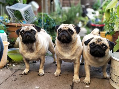 Three pugs stand in the garden, all looking at me with serious expressions. The photo was taken in the style of an amateur using her iPhone camera and posted on reddit in summer of 2019.